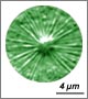 Observation au microscope droit avec filtre vert